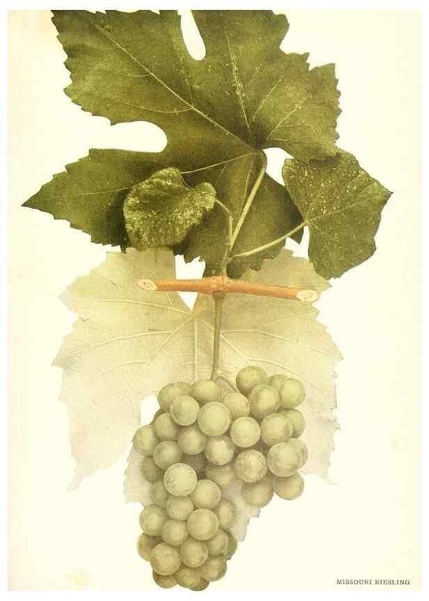 Reproducción/Reproduction 29836744480: The grapes of New York,. Albany,Lyon,1908.