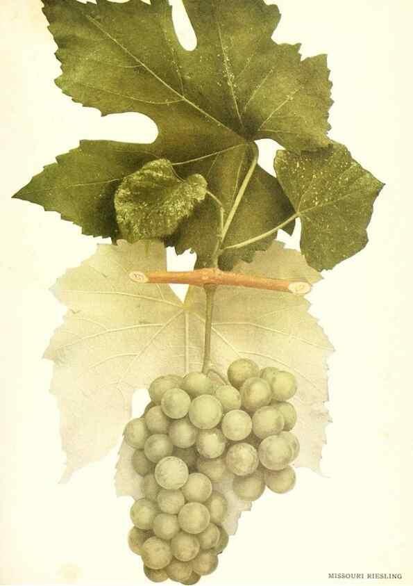 Reproducción/Reproduction 29836744480: The grapes of New York,. Albany,Lyon,1908.