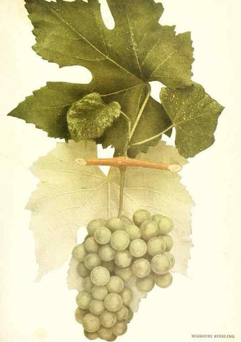 Reproducción/Reproduction 29836744480: The grapes of New York,. Albany,Lyon,1908.