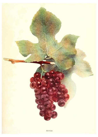 Reproducción/Reproduction 30132023465: The grapes of New York,. Albany,Lyon,1908.