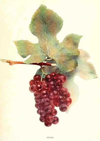 Reproducción/Reproduction 30132023465: The grapes of New York,. Albany,Lyon,1908.
