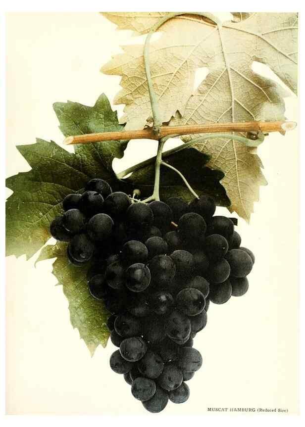 Reproducción/Reproduction 30097158736: The grapes of New York,. Albany,Lyon,1908.
