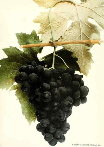 Reproducción/Reproduction 30097158736: The grapes of New York,. Albany,Lyon,1908.
