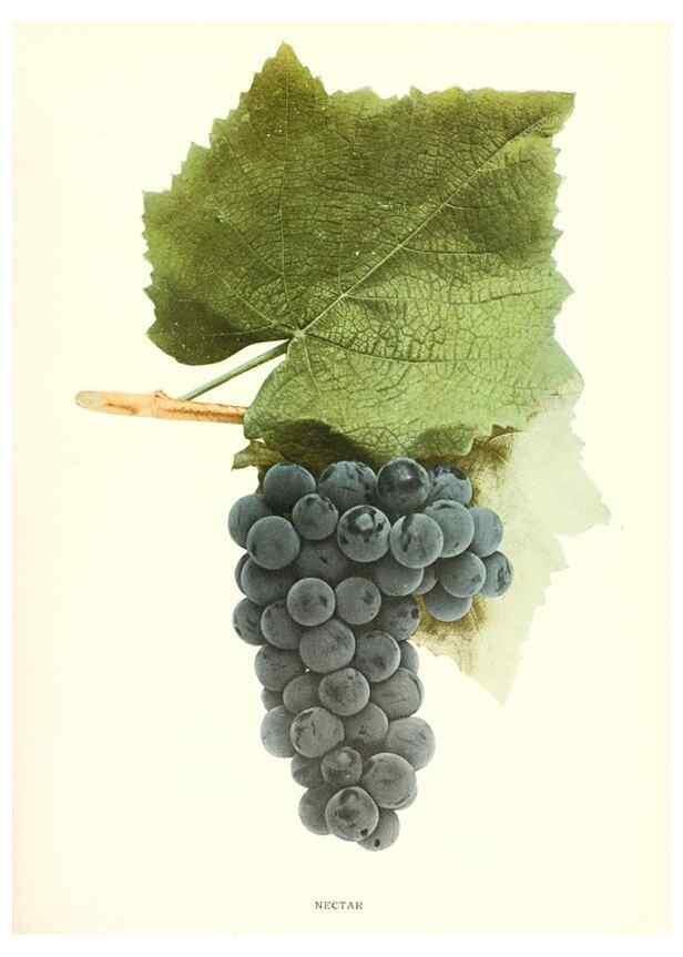 Reproducción/Reproduction 30017676602: The grapes of New York,. Albany,Lyon,1908.