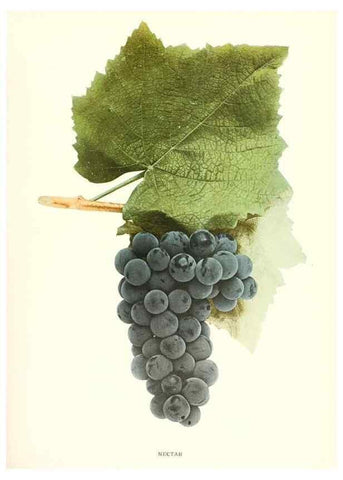 Reproducción/Reproduction 30017676602: The grapes of New York,. Albany,Lyon,1908.