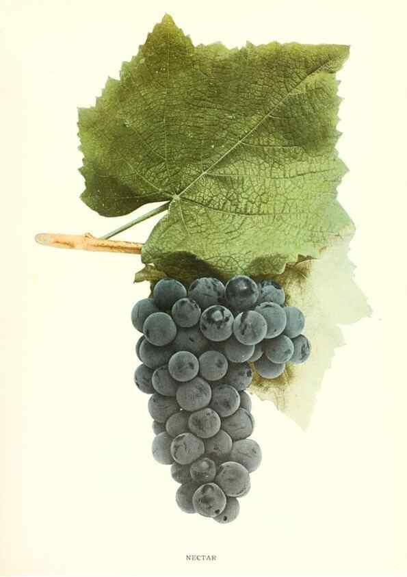 Reproducción/Reproduction 30017676602: The grapes of New York,. Albany,Lyon,1908.