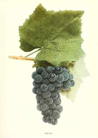 Reproducción/Reproduction 30017676602: The grapes of New York,. Albany,Lyon,1908.