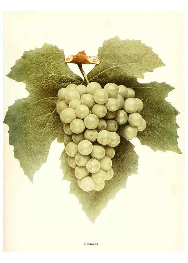 Reproducción/Reproduction 29503362623: The grapes of New York,. Albany,Lyon,1908.