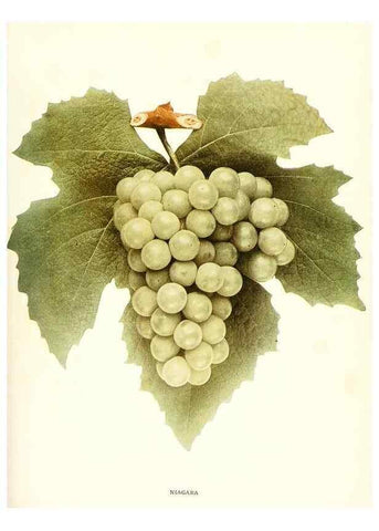 Reproducción/Reproduction 29503362623: The grapes of New York,. Albany,Lyon,1908.