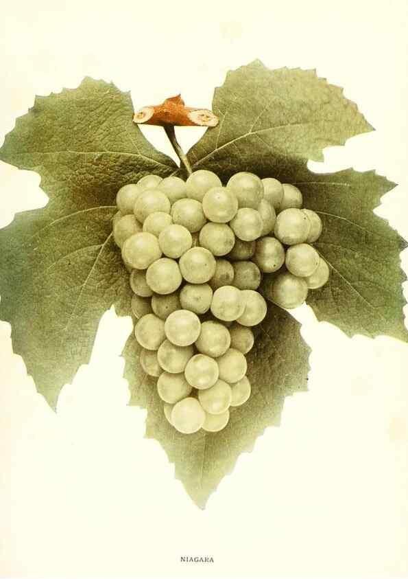 Reproducción/Reproduction 29503362623: The grapes of New York,. Albany,Lyon,1908.