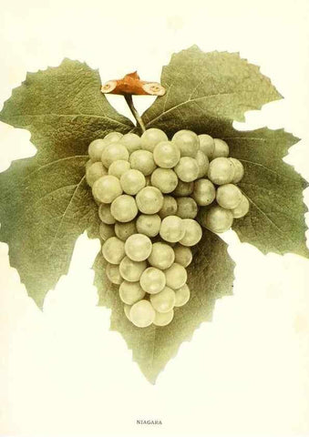 Reproducción/Reproduction 29503362623: The grapes of New York,. Albany,Lyon,1908.