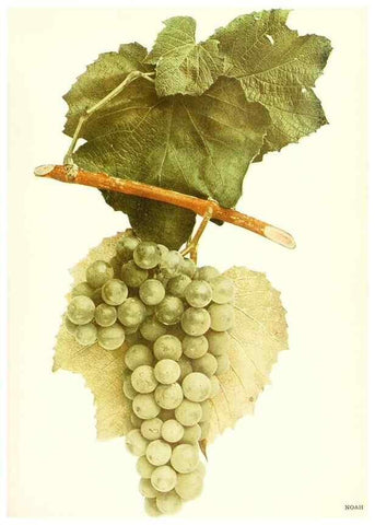 Reproducción/Reproduction 30132035095: The grapes of New York,. Albany,Lyon,1908.