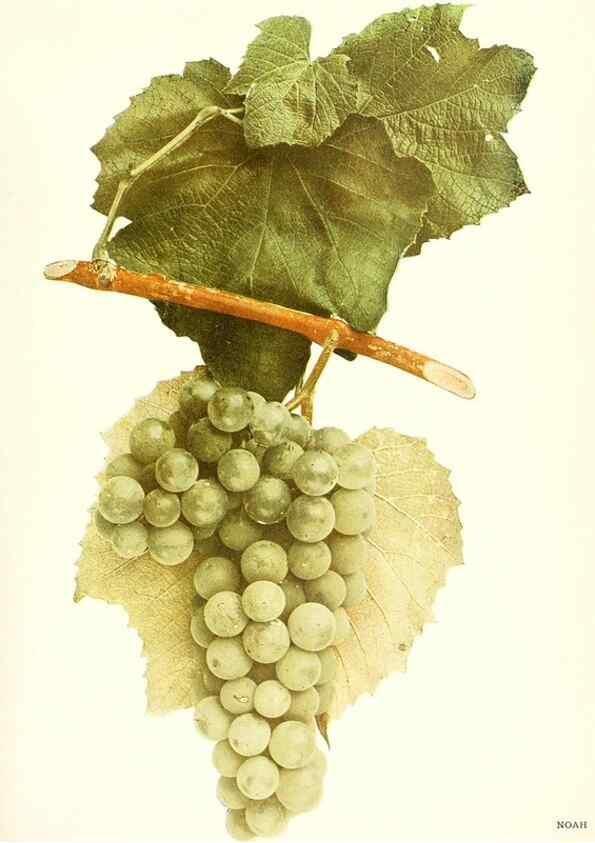 Reproducción/Reproduction 30132035095: The grapes of New York,. Albany,Lyon,1908.