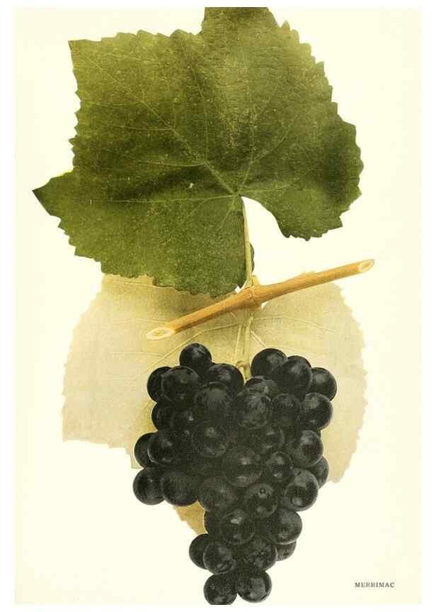 Reproducción/Reproduction 29836736510: The grapes of New York,. Albany,Lyon,1908.