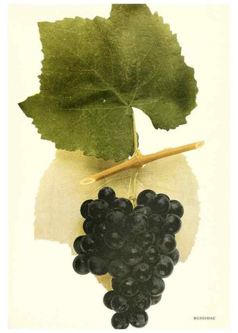 Reproducción/Reproduction 29836736510: The grapes of New York,. Albany,Lyon,1908.