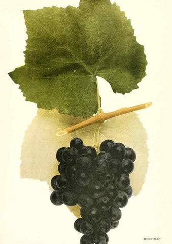 Reproducción/Reproduction 29836736510: The grapes of New York,. Albany,Lyon,1908.