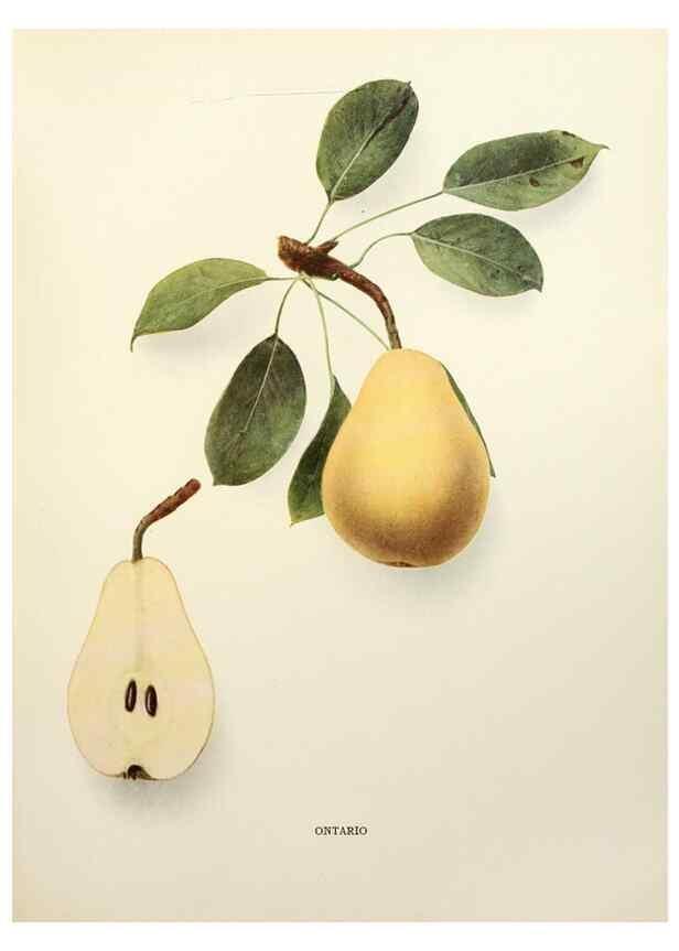 Reproducción/Reproduction 29837966630: The pears of New York.. Albany,Lyon,1921.