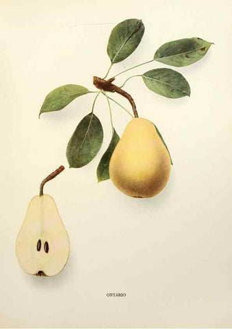 Reproducción/Reproduction 29837966630: The pears of New York.. Albany,Lyon,1921.