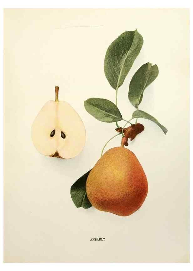 Reproducción/Reproduction 29504409093: The pears of New York.. Albany,Lyon,1921.
