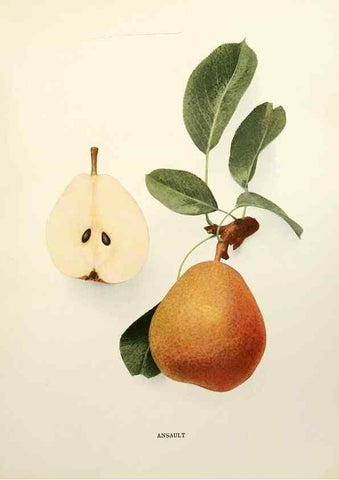 Reproducción/Reproduction 29504409093: The pears of New York.. Albany,Lyon,1921.