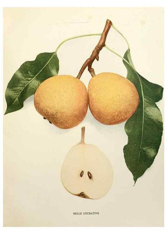 Reproducción/Reproduction 29504889144: The pears of New York.. Albany,Lyon,1921.