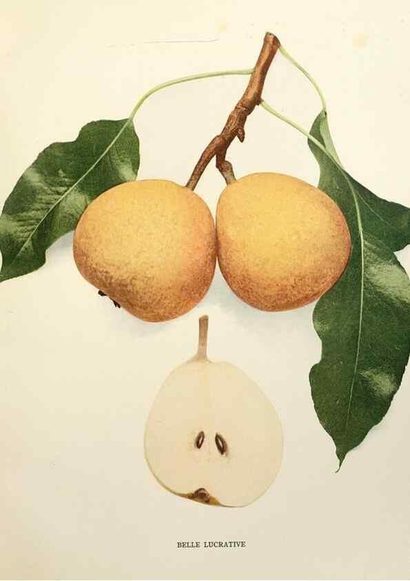 Reproducción/Reproduction 29504889144: The pears of New York.. Albany,Lyon,1921.