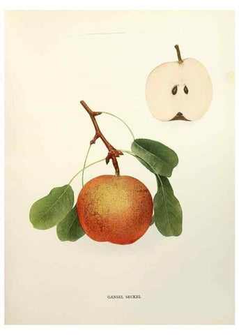 Reproducción/Reproduction 29504962894: The pears of New York.. Albany,Lyon,1921.