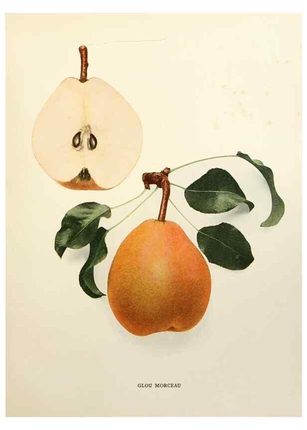 Reproducción/Reproduction 29504471063: The pears of New York.. Albany,Lyon,1921.