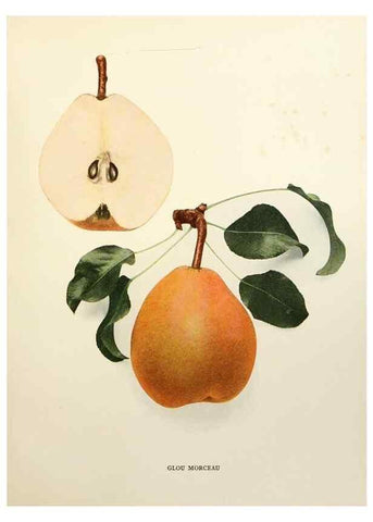 Reproducción/Reproduction 29504471063: The pears of New York.. Albany,Lyon,1921.