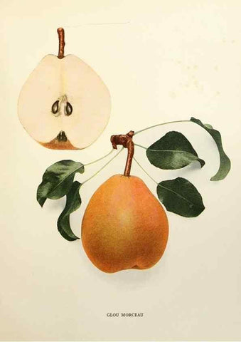 Reproducción/Reproduction 29504471063: The pears of New York.. Albany,Lyon,1921.