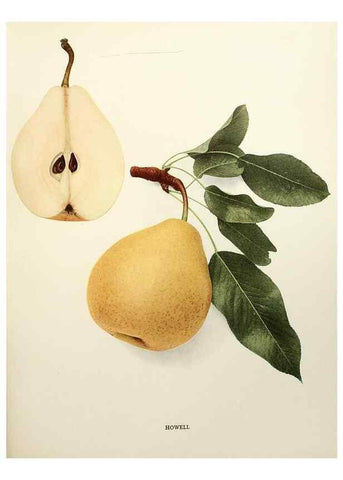 Reproducción/Reproduction 30133238665: The pears of New York.. Albany,Lyon,1921.