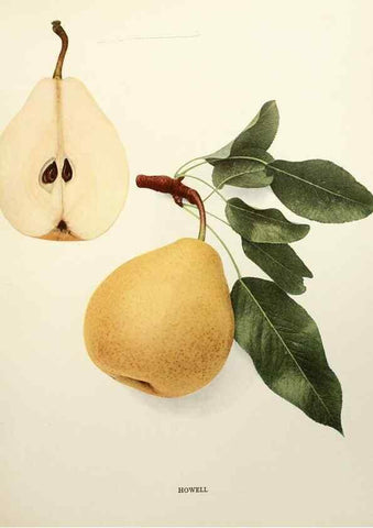 Reproducción/Reproduction 30133238665: The pears of New York.. Albany,Lyon,1921.