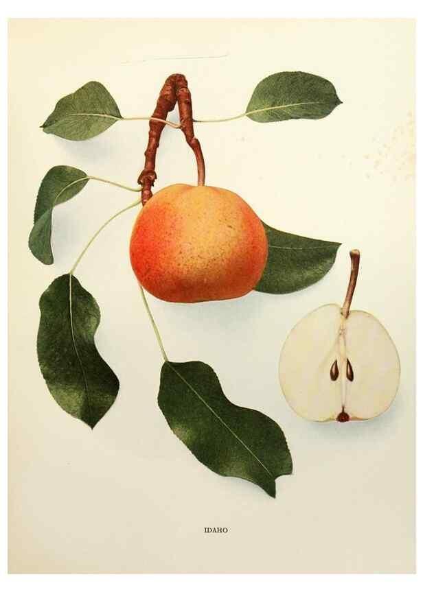 Reproducción/Reproduction 30133240315: The pears of New York.. Albany,Lyon,1921.