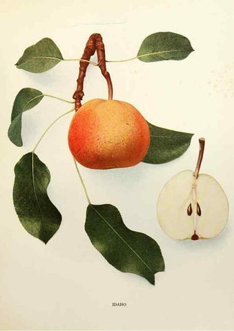Reproducción/Reproduction 30133240315: The pears of New York.. Albany,Lyon,1921.