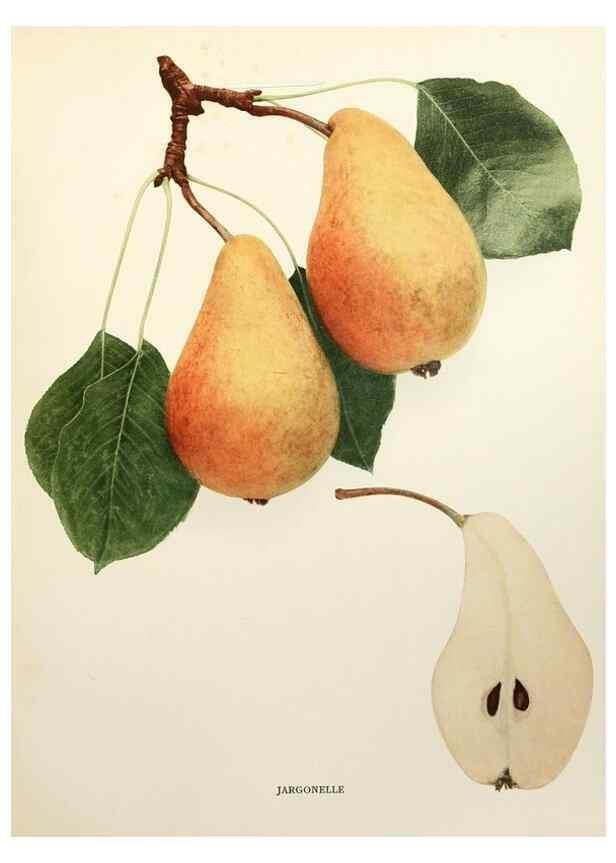 Reproducción/Reproduction 30098343466: The pears of New York.. Albany,Lyon,1921.