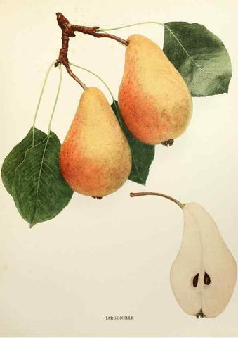 Reproducción/Reproduction 30098343466: The pears of New York.. Albany,Lyon,1921.