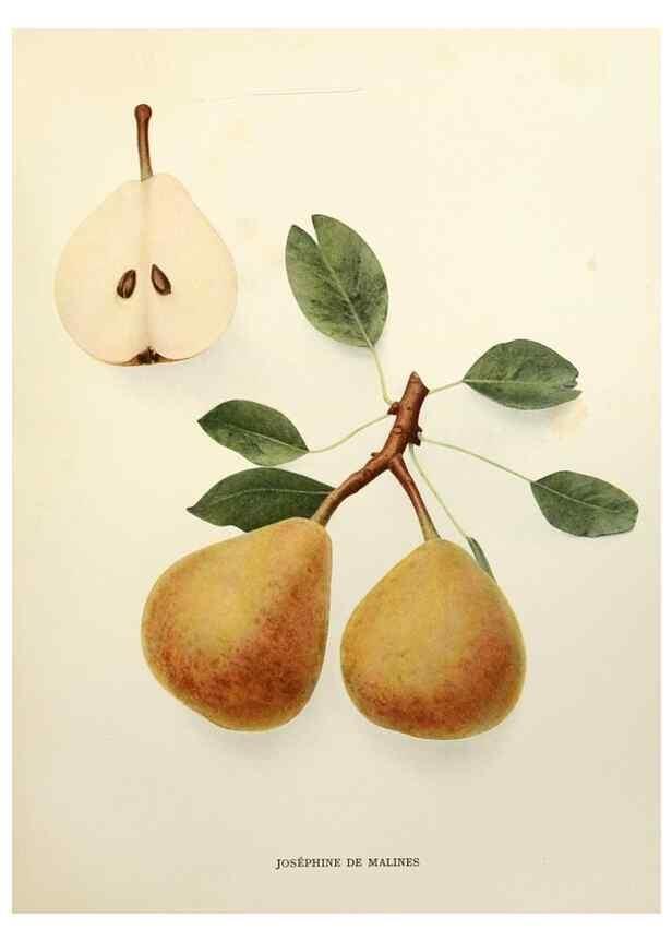 Reproducción/Reproduction 30133244215: The pears of New York.. Albany,Lyon,1921.