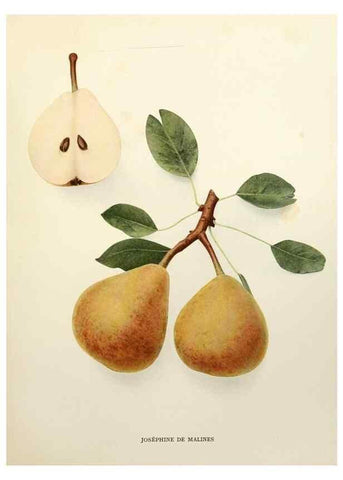 Reproducción/Reproduction 30133244215: The pears of New York.. Albany,Lyon,1921.