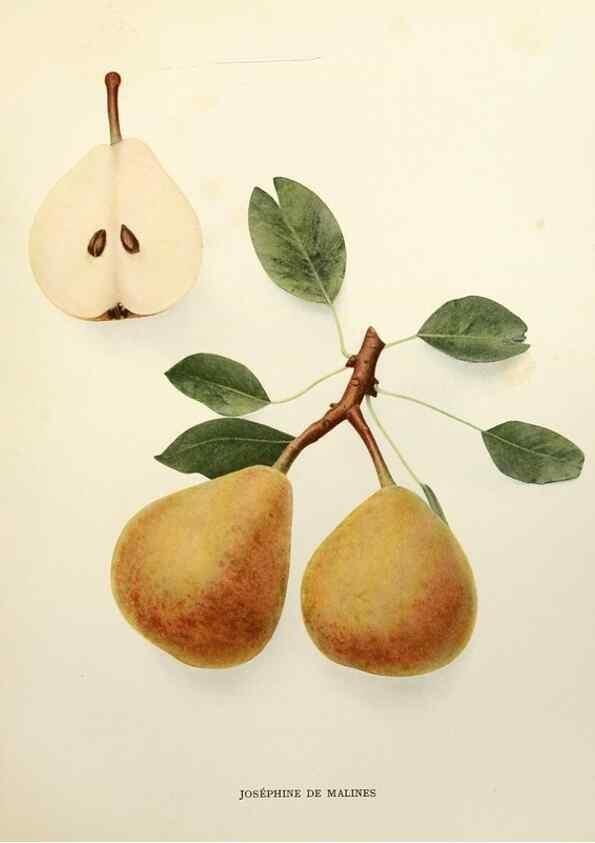 Reproducción/Reproduction 30133244215: The pears of New York.. Albany,Lyon,1921.
