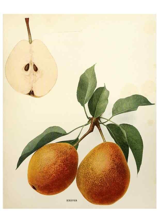 Reproducción/Reproduction 29504983004: The pears of New York.. Albany,Lyon,1921.