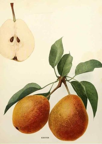 Reproducción/Reproduction 29504983004: The pears of New York.. Albany,Lyon,1921.