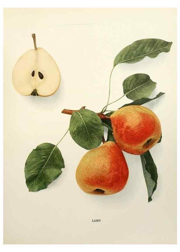 Reproducción/Reproduction 29837948240: The pears of New York.. Albany,Lyon,1921.