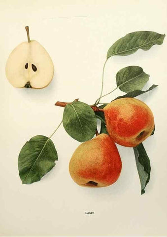 Reproducción/Reproduction 29837948240: The pears of New York.. Albany,Lyon,1921.