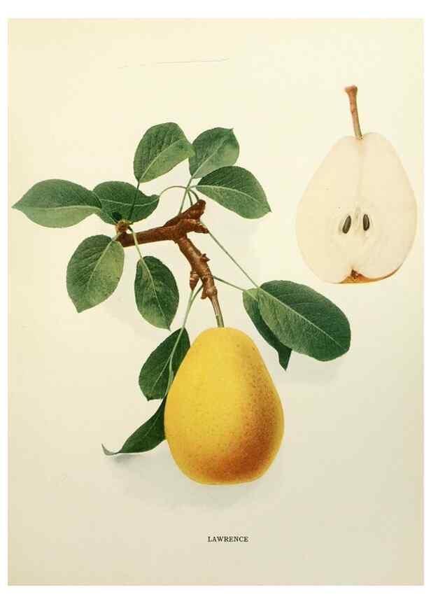 Reproducción/Reproduction 30133253305: The pears of New York.. Albany,Lyon,1921.