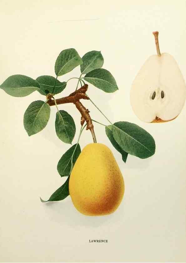 Reproducción/Reproduction 30133253305: The pears of New York.. Albany,Lyon,1921.