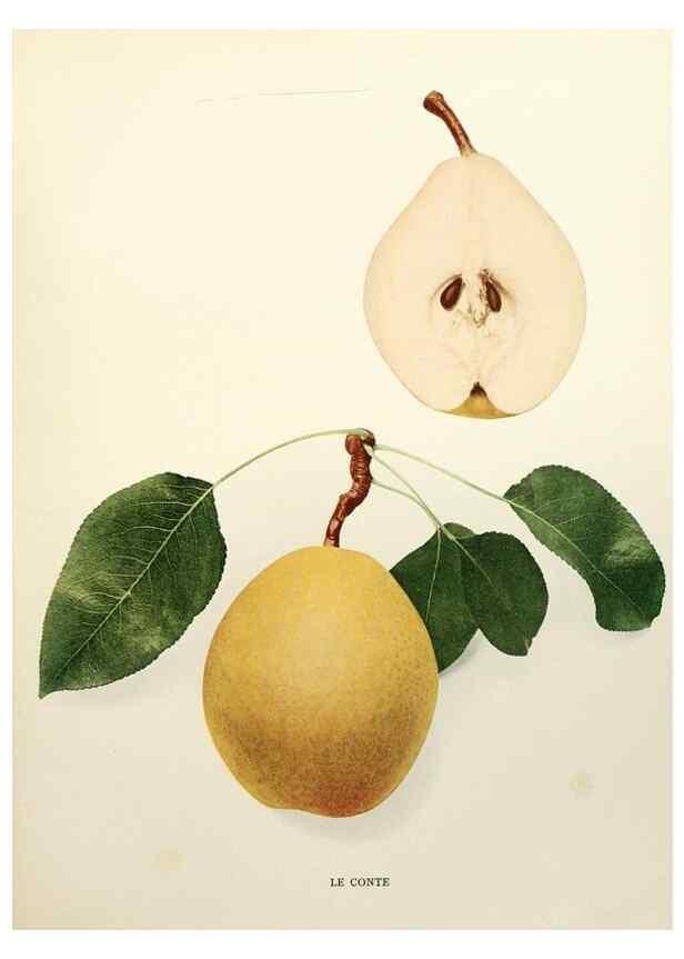 Reproducción/Reproduction 30018776652: The pears of New York.. Albany,Lyon,1921.