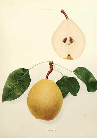 Reproducción/Reproduction 30018776652: The pears of New York.. Albany,Lyon,1921.
