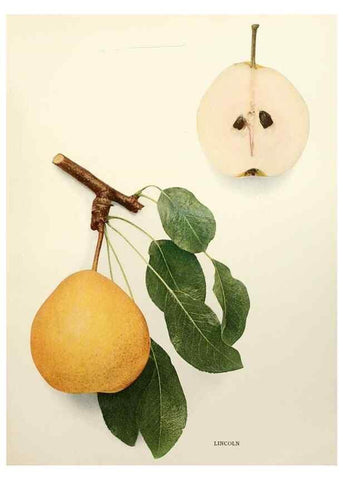 Reproducción/Reproduction 30098367406: The pears of New York.. Albany,Lyon,1921.