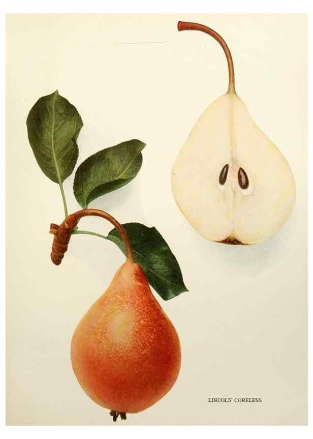 Reproducción/Reproduction 30133263135: The pears of New York.. Albany,Lyon,1921.