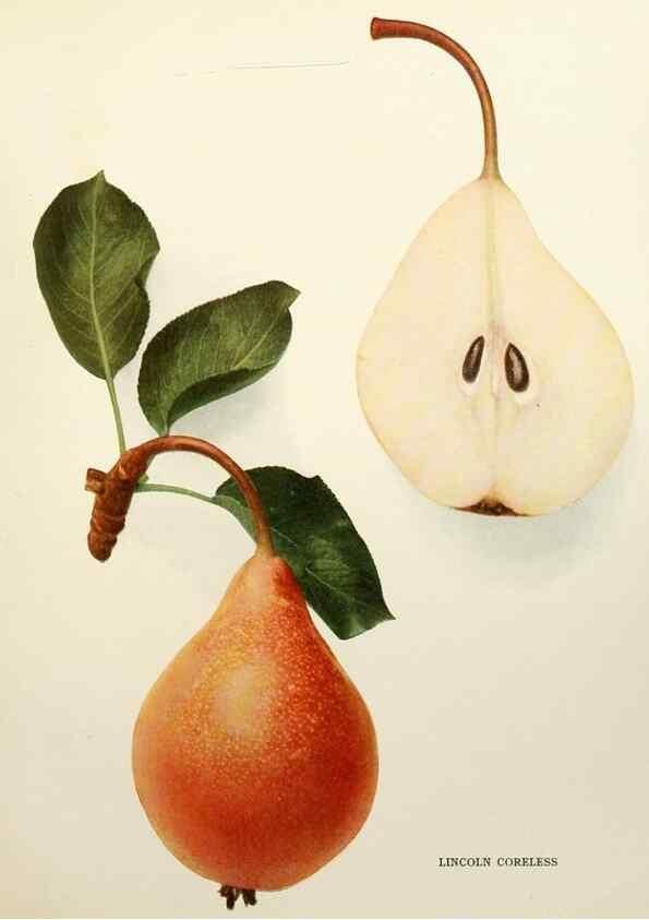 Reproducción/Reproduction 30133263135: The pears of New York.. Albany,Lyon,1921.